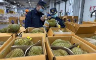 1600吨新鲜榴莲已在广州，正运往各地水果批发市场和超市